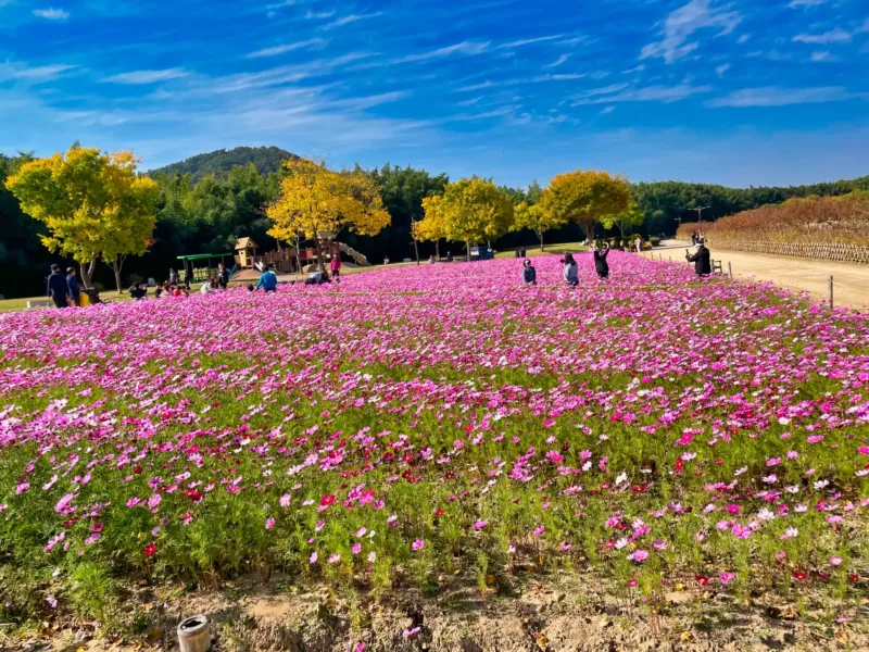 선거 후유증